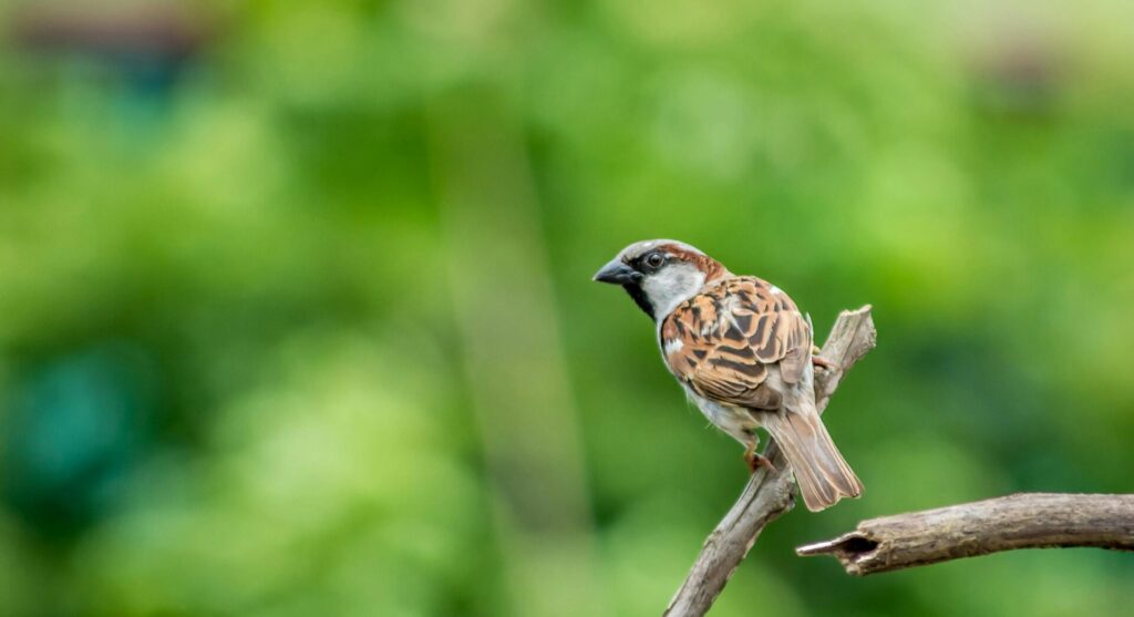 wildlife, small bird in nature