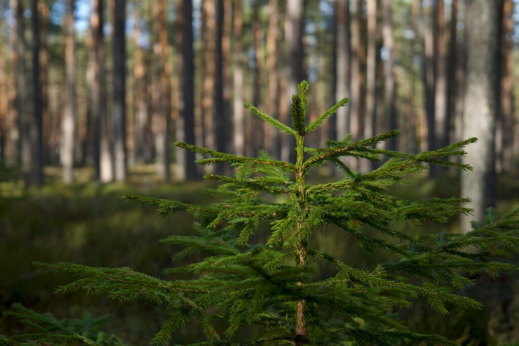 small tree in forest