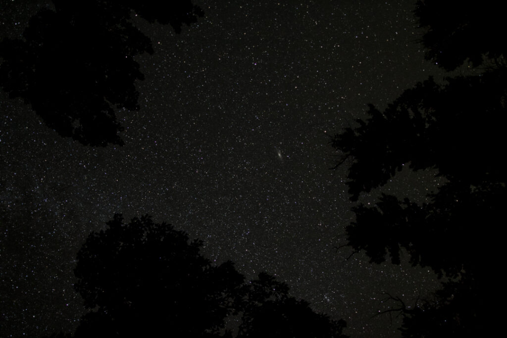 dark starry night looking through trees, camping